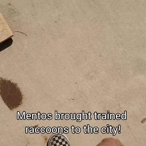 Mentos Hired Raccoons!