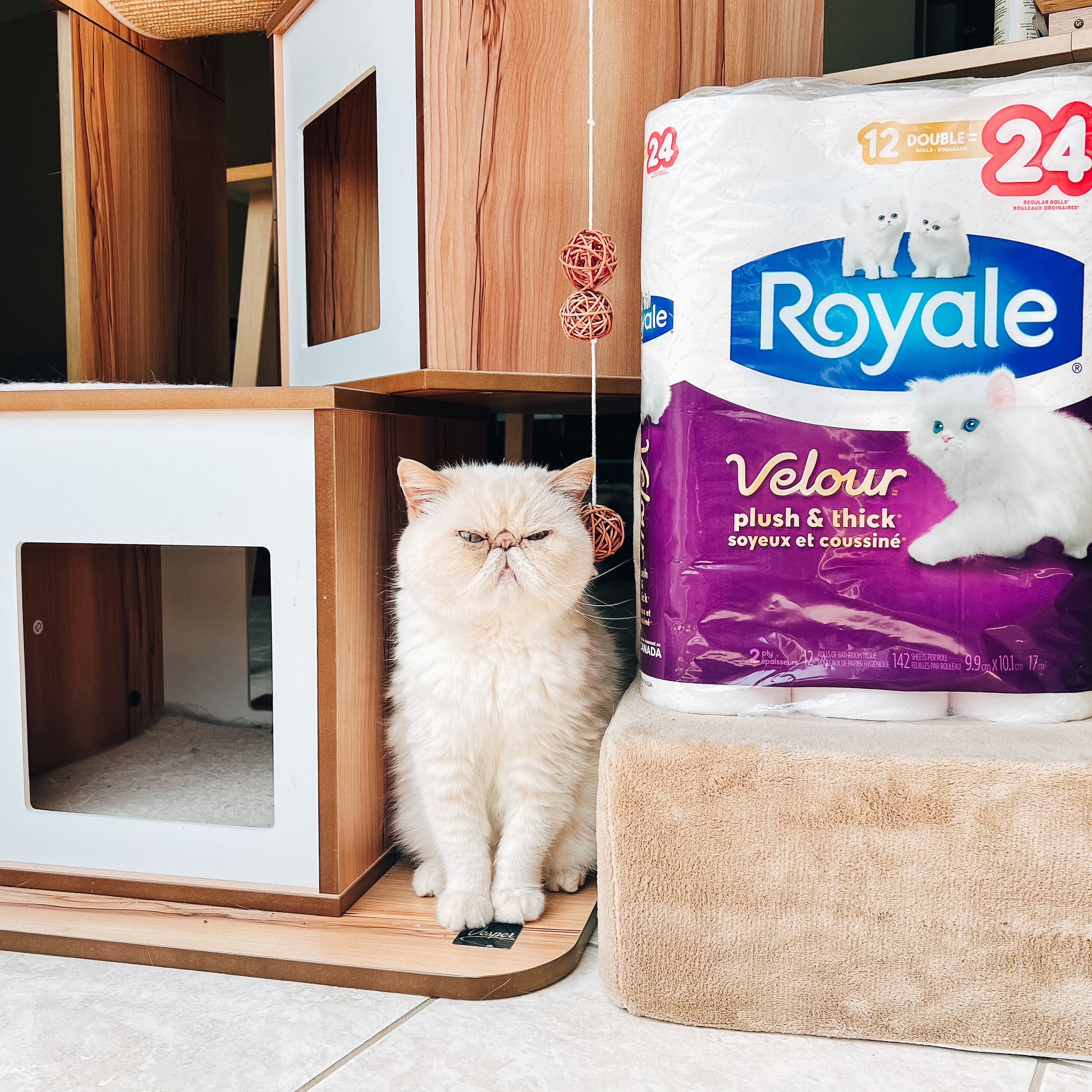 Royale campaign with Chubbz (my cat)