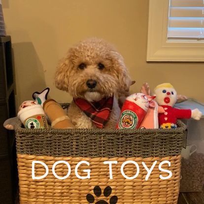 Moxie in dog toy basket